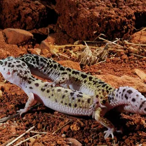 Leopard Gecko Mating Print Leopard Gecko Mating Print