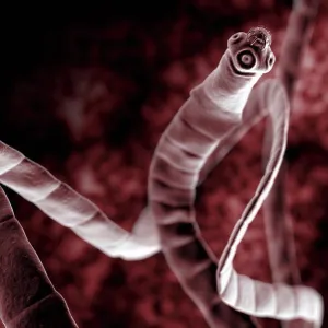 Microscopic Tapeworm Print Microscopic Tapeworm Print