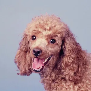 Blue Background Mini Poodle Print