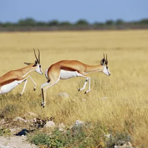 Due springbok saltano, Antidorcas marsupialis