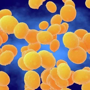 MRSA Bacteria Print MRSA Bacteria Print