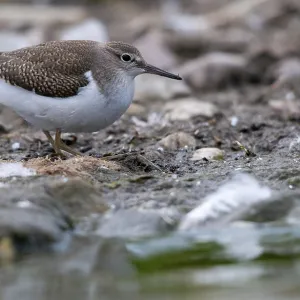 Common Sandpiper Print (Actitis hypoleucos) Common Sandpiper Print (Actitis hypoleucos)