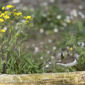 Common Sandpiper Print (Actitis hypoleucos) Common Sandpiper Print (Actitis hypoleucos)