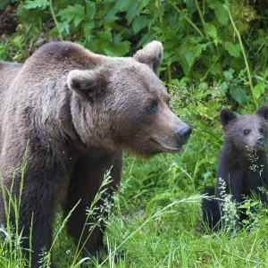 Adult European brown bear (Ursus arctos arctos) with young