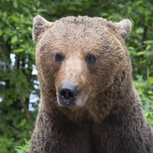Adult European brown bear (Ursus arctos arctos)