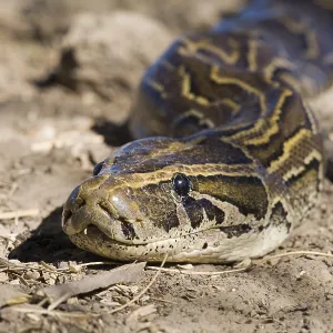 African Rock Python Print on Ground, Djoudj National Park
