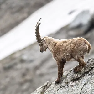 Alpine Ibex (Capra Ibex) in rock face