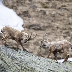 Alpine Ibex (Capra Ibex), young animals