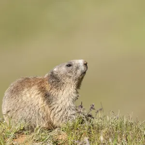 Alpine Marmot (Marmota marmota)