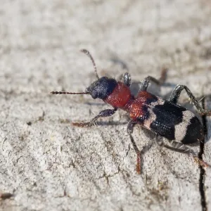 Thanasimus formicarius Print, Coleoptera Insect Thanasimus formicarius Print, Coleoptera Insect