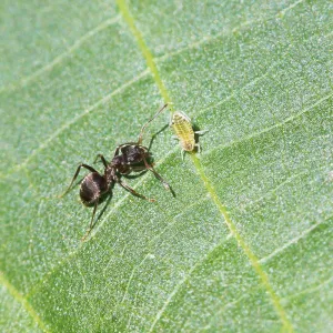 Ant caring for an aphid on a walnut tree Print Ant caring for an aphid on a walnut tree Print