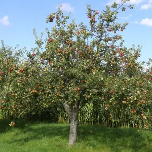 Apple Tree Print with Melrose Apples Apple Tree Print with Melrose Apples