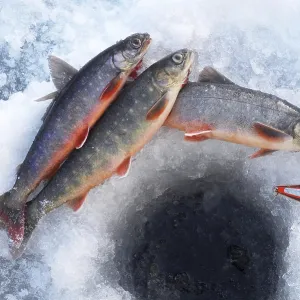 Arctic Char Print from Freshwater and Saltwater Environments Arctic Char Print from Freshwater and Saltwater Environments