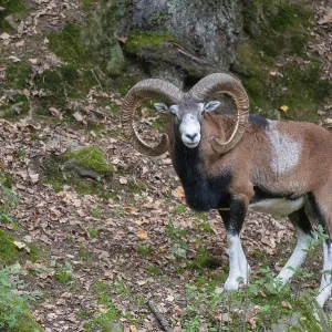 Mouflon (Ovis gmelini musimon) Print Mouflon (Ovis gmelini musimon) Print