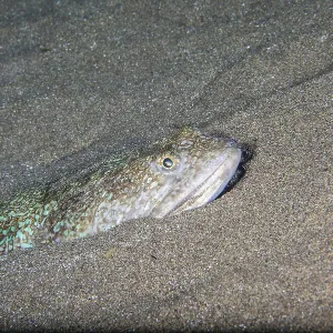 Atlantic Lizardfish Print, Lanzarote, Canary Islands Atlantic Lizardfish Print, Lanzarote, Canary Islands