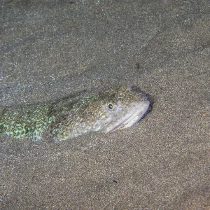 Atlantic Lizardfish Print, Canary Islands Atlantic Lizardfish Print, Canary Islands