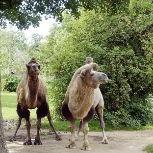 Bactrian Camel Print, Cologne, North Rhine-Westphalia Bactrian Camel Print, Cologne, North Rhine-Westphalia