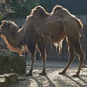Bactrian Camel Print - Captive, Germany Bactrian Camel Print - Captive, Germany