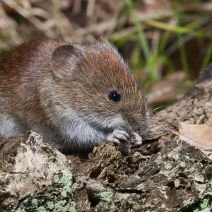 Topillo de banco, Clethrionomys glareolus. Topillo de banco, Clethrionomys glareolus.