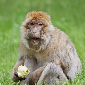 Barbary Macaque Print: Female in Moroccan Meadow Barbary Macaque Print: Female in Moroccan Meadow