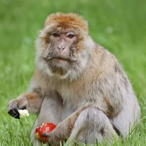 Barbary Macaque Print - Female in Moroccan Meadow Barbary Macaque Print - Female in Moroccan Meadow