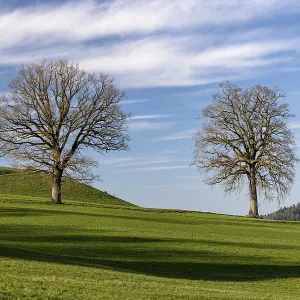 Bare Tree Print in Emmental, Switzerland Bare Tree Print in Emmental, Switzerland