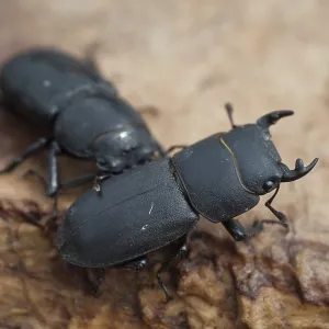 Dorcus parallelipipedus Print Dorcus parallelipipedus Print