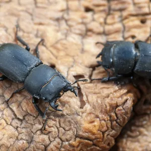 Barkschroter, Dorcus parallelipipedus. Barkschroter, Dorcus parallelipipedus.