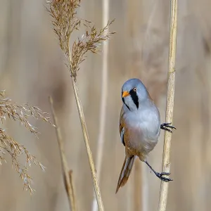 Bearded Reedling Print, Adult Male on Reed Stem Bearded Reedling Print, Adult Male on Reed Stem
