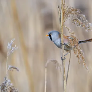 Bearded Reedling Print - Adult Male in Wetland Bearded Reedling Print - Adult Male in Wetland