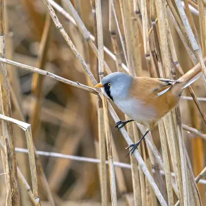 Bearded Reedling Print - Adult Male Foraging in Wetland Bearded Reedling Print - Adult Male Foraging in Wetland