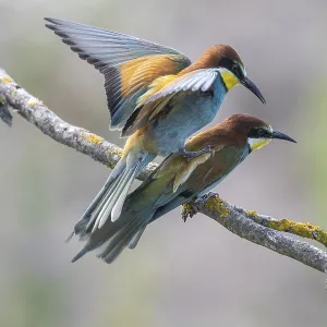 Merlo (Merops apiaster), accoppiamento. Merlo (Merops apiaster), accoppiamento.