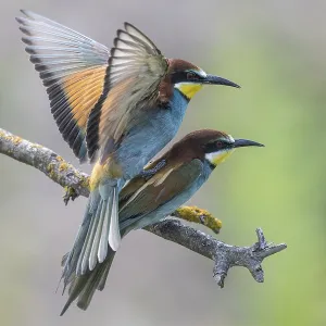 Meropide (Merops apiaster), accoppiamento. Meropide (Merops apiaster), accoppiamento.