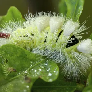 Pale Tussock Moth