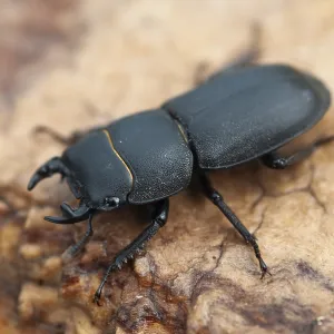 Mariposa mariposa, dorcus parallelipipedus. Mariposa mariposa, dorcus parallelipipedus.