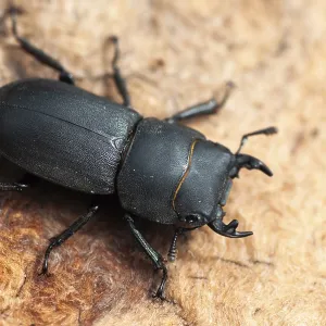 Mariposa mariposa, dorcus parallelipipedus. Mariposa mariposa, dorcus parallelipipedus.