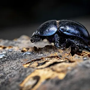 A Beetle on a Tree Trunk Print: Anoplotrupes stercorosus A Beetle on a Tree Trunk Print: Anoplotrupes stercorosus