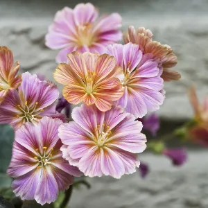 Bitterroot (Lewisia cotyledon) Print, Emsland, Germany Bitterroot (Lewisia cotyledon) Print, Emsland, Germany