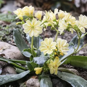 Bitterroot (Lewisia cotyledon) Print, Emsland, Germany Bitterroot (Lewisia cotyledon) Print, Emsland, Germany