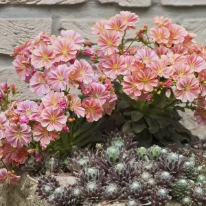 Bitterroot (Lewisia cotyledon) Print, Emsland, Germany Bitterroot (Lewisia cotyledon) Print, Emsland, Germany