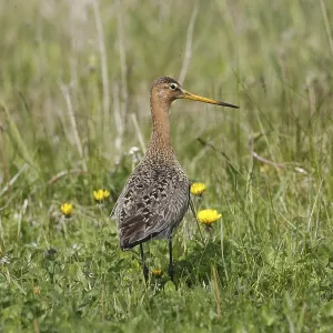 A Black-tailed Godwit in the Grass Print A Black-tailed Godwit in the Grass Print