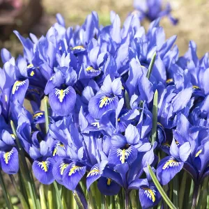 Blue Dwarf Iris Print (Iris reticulata)