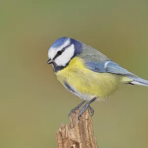 Blue Tit Print: Wilnsdorf, Germany