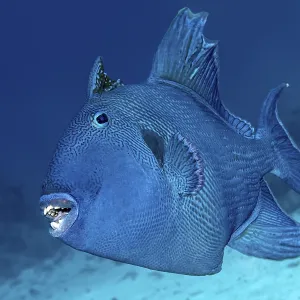 Blue Triggerfish Print, Red Sea, Egypt Blue Triggerfish Print, Red Sea, Egypt