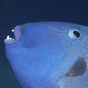 Blue Triggerfish Print - Red Sea, Egypt Blue Triggerfish Print - Red Sea, Egypt