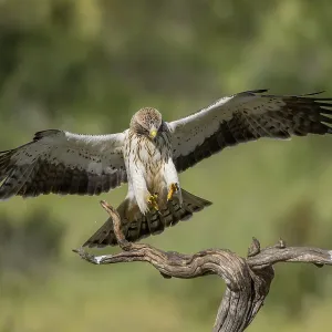 Booted Eagle Print, Extremadura, Spain Booted Eagle Print, Extremadura, Spain