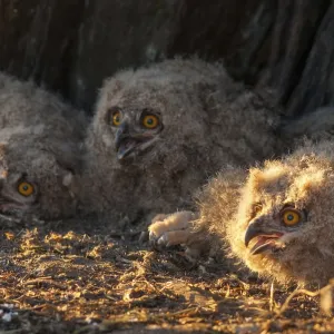 Eagle Owl Bubo bubo Print in Extremadura Spain Eagle Owl Bubo bubo Print in Extremadura Spain