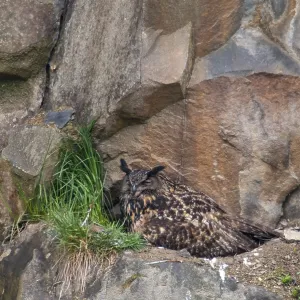 Bubo Bubo Eagle Owl Print Germany Greiz Thuringia Bubo Bubo Eagle Owl Print Germany Greiz Thuringia