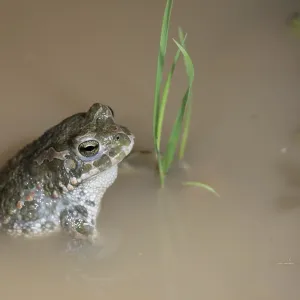Green Toad Print, Bufotes viridis
