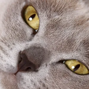 Chat birman Chat birman